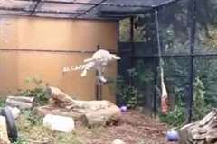 獲物に一気に飛び掛る・・・豹(ヒョウ)の跳躍が凄い