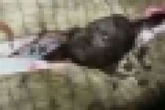 ワニの腹を切り裂き食べられた人間を取り出す