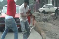 激しい出血・・・ピットブルが男性の腕に食らい付く