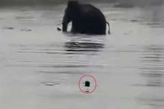 いったい象に何をした?・・・象の執念深さがよくわかる映像